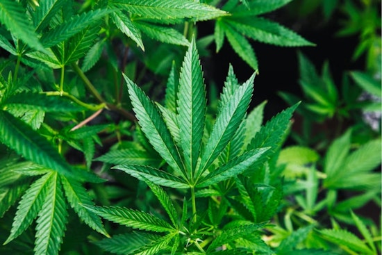 Botched Test Triggers Ohio Pot Recall In Columbus And Cincinnati