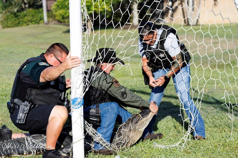 Bradenton Deputies Cut Loose Gator Snared in Neighborhood Soccer Net