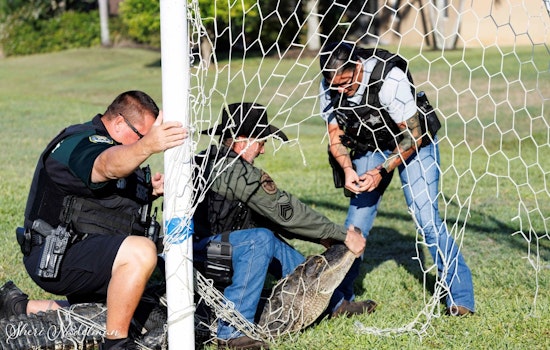 Bradenton Deputies Cut Loose Gator Snared in Neighborhood Soccer Net