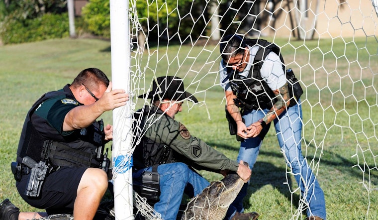 Bradenton Deputies Cut Loose Gator Snared in Neighborhood Soccer Net