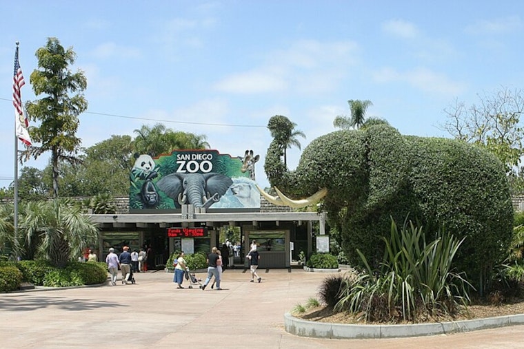 Brain‑Invading Rat Worm Creeps Into San Diego Zoo and Backyards