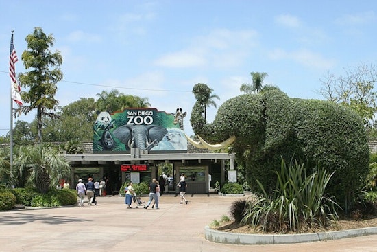 Brain‑Invading Rat Worm Creeps Into San Diego Zoo and Backyards