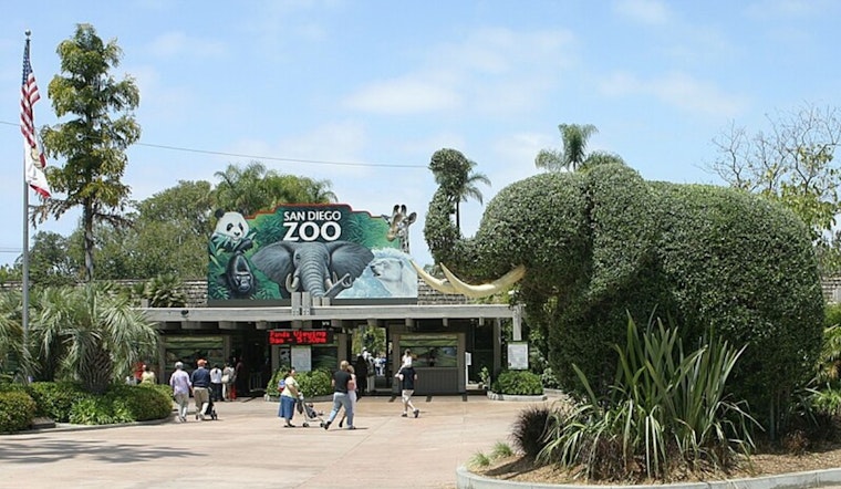 Brain‑Invading Rat Worm Creeps Into San Diego Zoo and Backyards