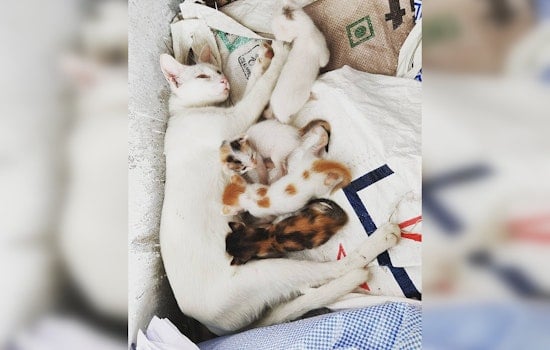 Bristol Hoarder House Crammed With Sick Cats Raided By Bucks County SPCA