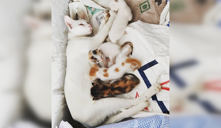 Bristol Hoarder House Crammed With Sick Cats Raided By Bucks County SPCA