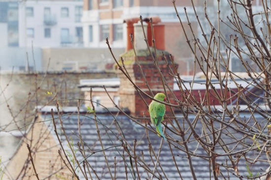 Brownsville Border Bust, Agents Pop SUV, Find Box Of Live Parrots