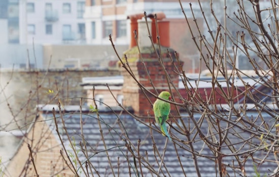 Brownsville Border Bust, Agents Pop SUV, Find Box Of Live Parrots