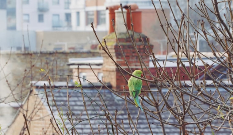 Brownsville Border Bust, Agents Pop SUV, Find Box Of Live Parrots