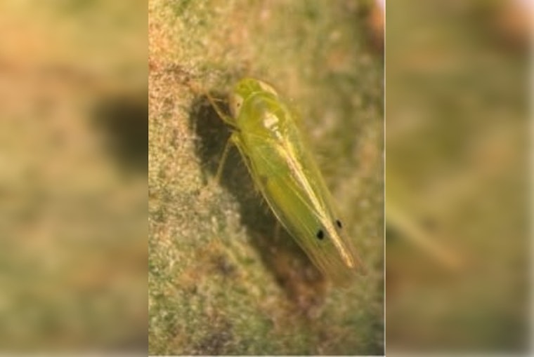 Bug On The Border: OSU Warns Oklahoma Cotton Growers As Leafhopper Looms