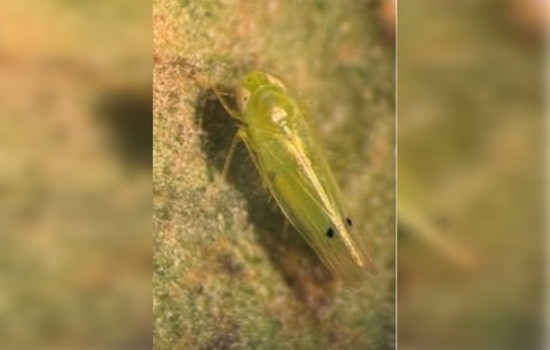 Bug On The Border: OSU Warns Oklahoma Cotton Growers As Leafhopper Looms