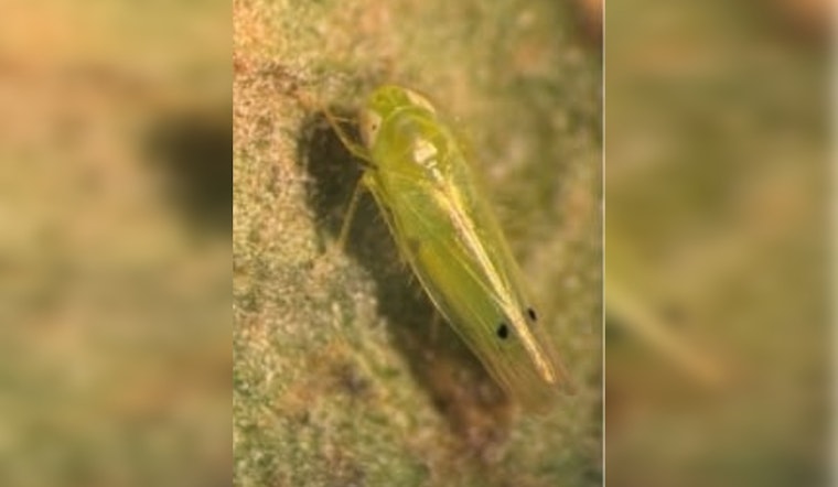 Bug On The Border: OSU Warns Oklahoma Cotton Growers As Leafhopper Looms
