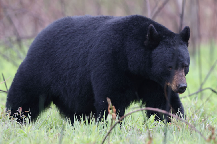 Butler Neighbors Stunned as Giant Black Bear Strolls Past Doorbell Cam