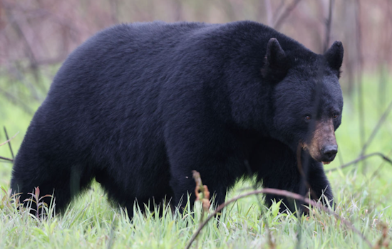 Butler Neighbors Stunned as Giant Black Bear Strolls Past Doorbell Cam