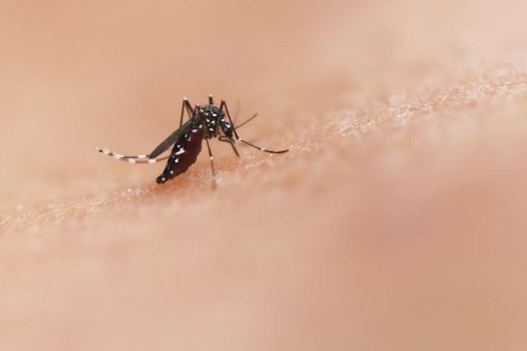 CDC Warns of Global Dengue Surge, Boston Travelers Advised