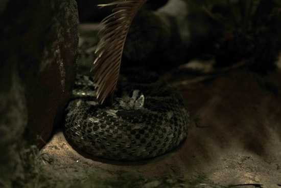 Central Valley Yards Crawl as Early Heat Wakes Rattlesnakes