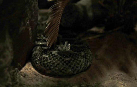 Central Valley Yards Crawl as Early Heat Wakes Rattlesnakes