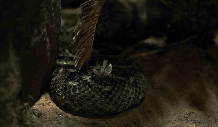 Central Valley Yards Crawl as Early Heat Wakes Rattlesnakes