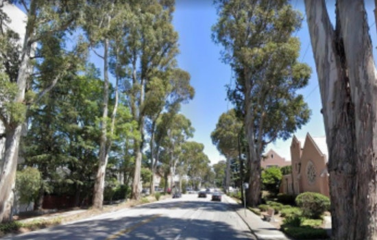 Chainsaws Coming For Burlingame’s Iconic El Camino Tree Tunnel