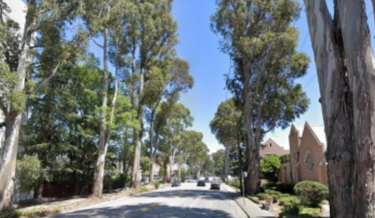 Chainsaws Coming For Burlingame’s Iconic El Camino Tree Tunnel