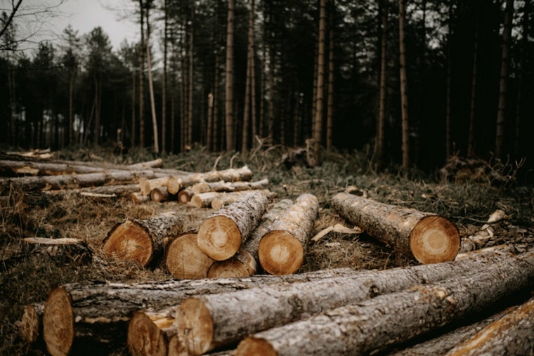 Chainsaws Hit Ashland County As Line 5 Pipeline Showdown Escalates