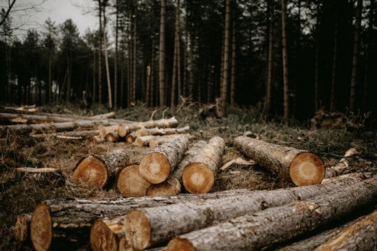 Chainsaws Hit Ashland County As Line 5 Pipeline Showdown Escalates