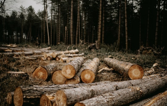 Chainsaws Hit Ashland County As Line 5 Pipeline Showdown Escalates