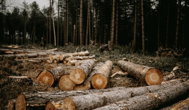 Chainsaws Hit Ashland County As Line 5 Pipeline Showdown Escalates