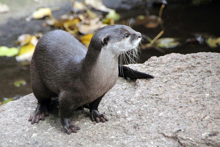 Cheering Turns Chomp As Otter Bites Wilmington Woman At Cary Race
