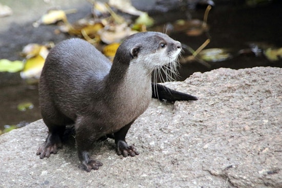 Cheering Turns Chomp As Otter Bites Wilmington Woman At Cary Race