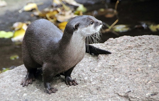 Cheering Turns Chomp As Otter Bites Wilmington Woman At Cary Race