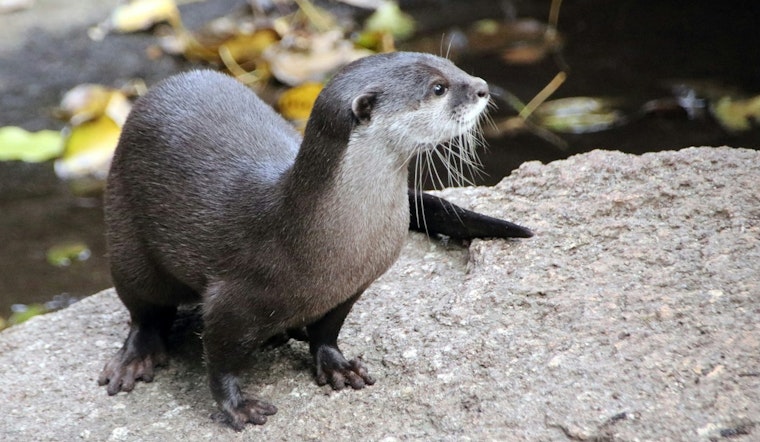 Cheering Turns Chomp As Otter Bites Wilmington Woman At Cary Race