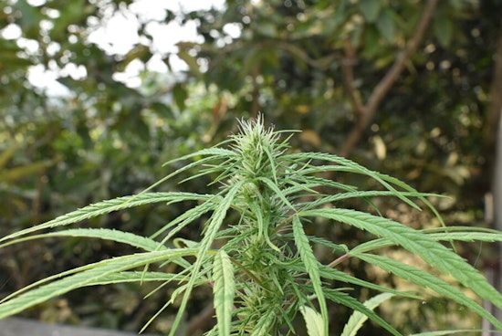 Chicago Cannabis Shops Warn A Vague State Rule Threatens Stores
