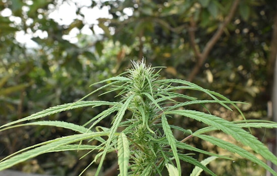 Chicago Cannabis Shops Warn A Vague State Rule Threatens Stores