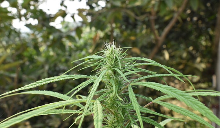 Chicago Cannabis Shops Warn A Vague State Rule Threatens Stores