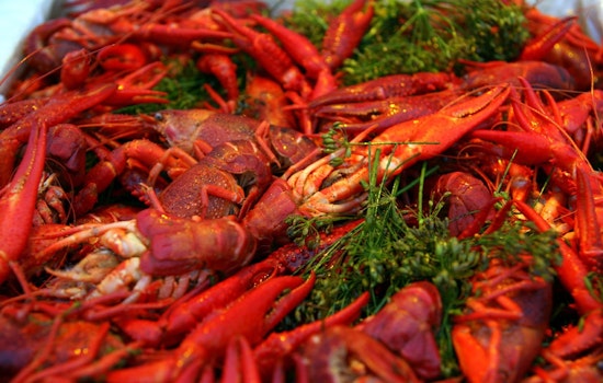Chinatown’s Viet-Cajun Mashup: Crawfish Cafe and Pho Prime Shack Up Under One Roof