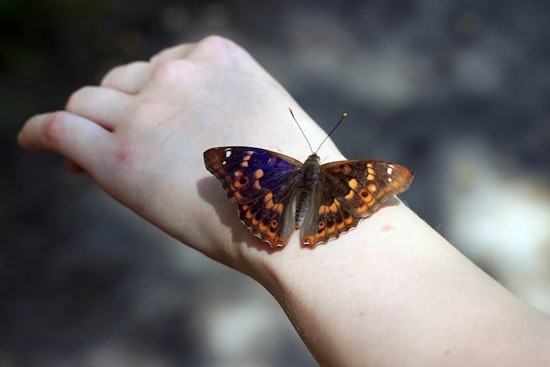 Cincy 'Butterfly' Warrior Inspires D.C. Push To Slash $80K Bandage Bills