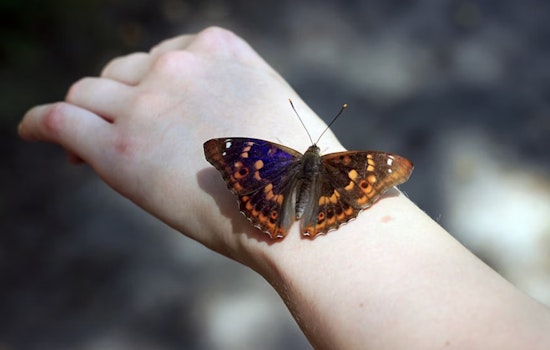 Cincy 'Butterfly' Warrior Inspires D.C. Push To Slash $80K Bandage Bills