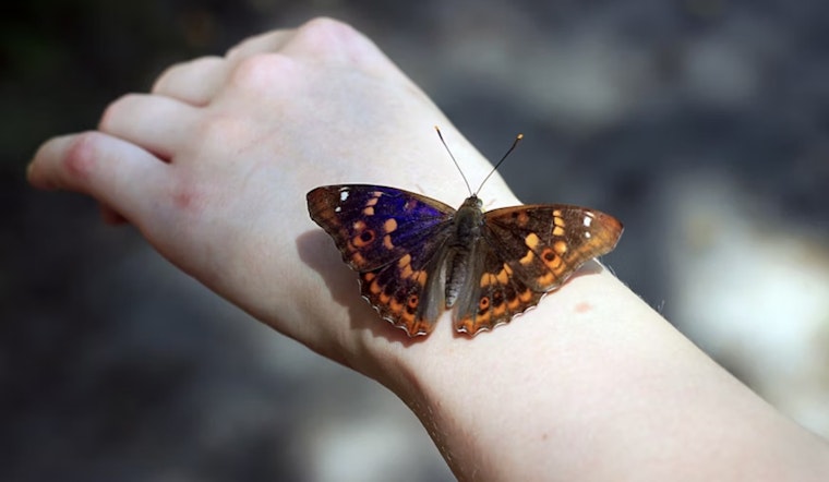 Cincy 'Butterfly' Warrior Inspires D.C. Push To Slash $80K Bandage Bills