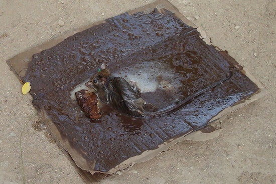City Hall Showdown Brews Over Rat Glue Traps In New York City