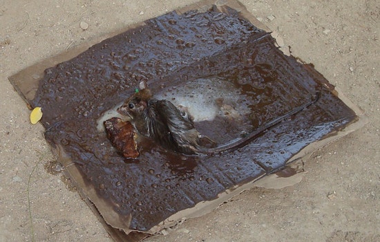 City Hall Showdown Brews Over Rat Glue Traps In New York City
