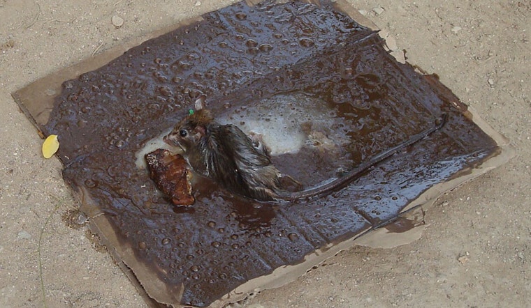 City Hall Showdown Brews Over Rat Glue Traps In New York City