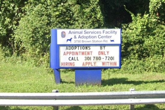 Clock Ticks Down For Dozens Of Dogs At Packed Prince George's Shelter