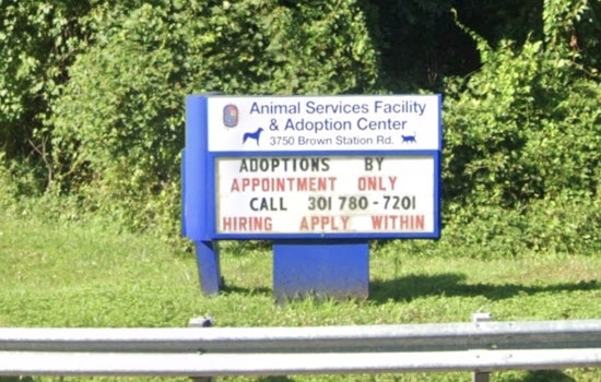 Clock Ticks Down For Dozens Of Dogs At Packed Prince George's Shelter