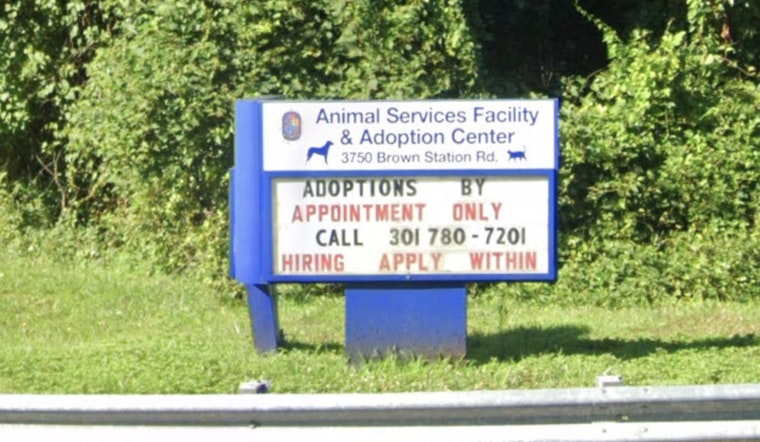 Clock Ticks Down For Dozens Of Dogs At Packed Prince George's Shelter