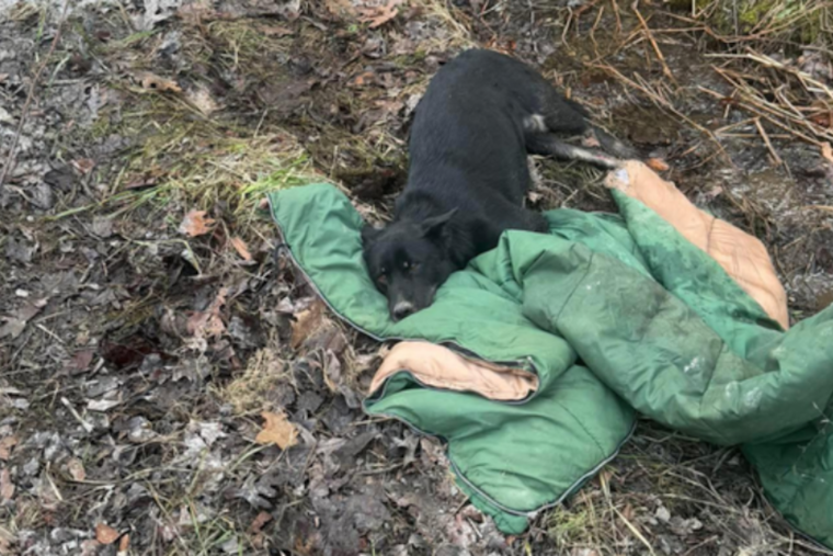 Clymer Woman Charged After Dog Left Broken and Full of Chicken Bones