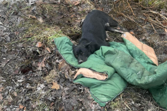 Clymer Woman Charged After Dog Left Broken and Full of Chicken Bones