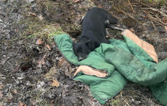 Clymer Woman Charged After Dog Left Broken and Full of Chicken Bones