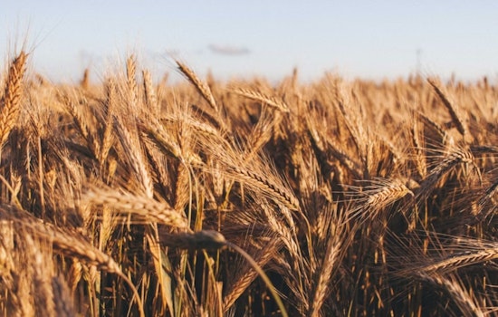 Colorado Thirst: Farms Gulp Nearly 90% of the State's Water