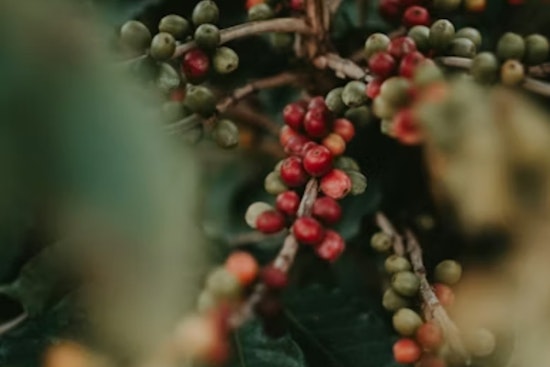 Columbus Coffee Favorite On The Brink After Brutal Harvest Shortfall