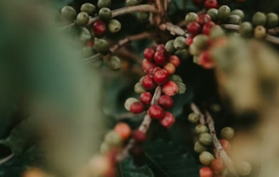 Columbus Coffee Favorite On The Brink After Brutal Harvest Shortfall